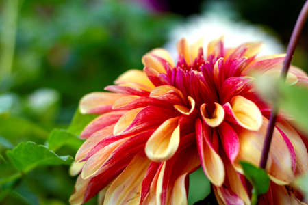 A colorful close up portrait of a orange and red dahlia flower in a garden between other flowers. It is part of the asteraceae family.の写真素材