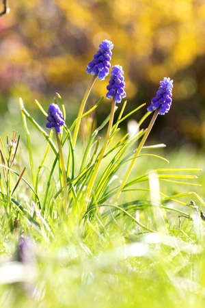 A portrait of a bunch of grape hyacinths flowers standing in the grass of a lawn in a garden during a sunny day. The flowers are also known as armeniacum flowers or mouse hyacinths.の写真素材