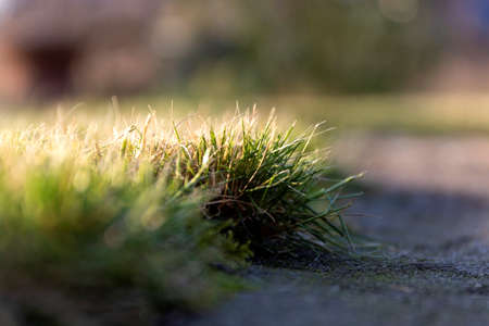 A close up portrait of some grass at the edge of the lawn of a garden sticking out over the pavement. It needs to be trimmed before it starts proliferating over the concrete.の写真素材