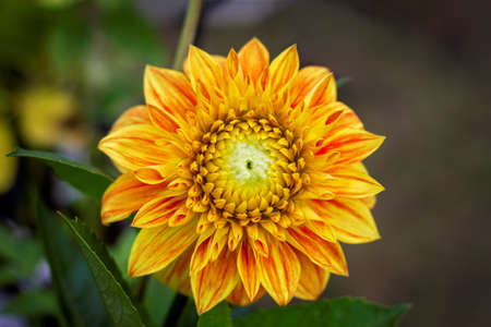 A colorful close up portrait of an orange and red dahlia flower which is still partly closed. It will be a while before it completely blooms. It is part of the asteraceae family.の写真素材