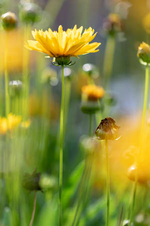 A portrait of a tall yellow dandelion like flower outside in a garden. The dandelion is surrounded by other flowers of its kind.の写真素材
