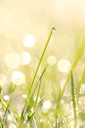 A portrait of a blade of grass with a water droplet on it. In the background other warter drops and the golden hour sunrise are causing a nice bokeh ball filled background.の写真素材