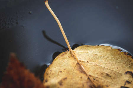 A portrait of the leafstalk part of a yellow colored fallen leaf fallen down into a puddle of water during fall.の写真素材