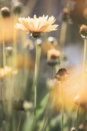 A portrait of the yellow coreopsis grandiflora flower, also known as the early sunrise flower. The flower is surrounded by others of its kind which are blurred by the depth of field bokeh.の写真素材