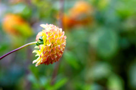 A sideways portrait of an orange and red dahlia flower part of the asteraceae family.の写真素材
