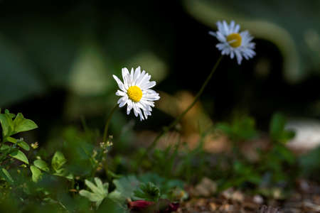 A portrait of a white and yellow daisy standing in the shade together with one of its kind which is blurred with a ray of sunlight hitting only one of the tiny flowers during the spring season.の写真素材