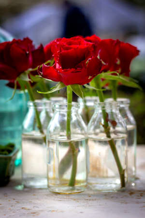 A portrait of some red roses standing on a wooden table in some glass bottles. The flowers are starting to bloom.の写真素材