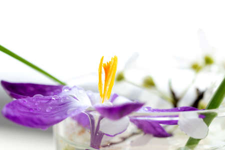 A close up portrait of a picked purple crocus flower in a glass of water in front of a bright window indoors. There are some other flowers in the glass.の写真素材