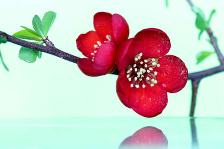 A portrait of a large and small red Japanese quince flower hanging on a branch above a still water surface, which acts as a mirror and creates a reflection of the flower.の写真素材
