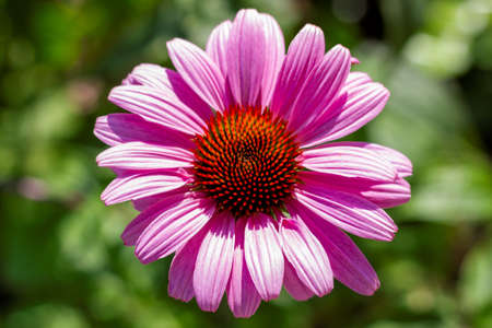 A top down portrait of a purple echinacea purpurea magnus superior. All details of the purple coneflower are visible.の写真素材