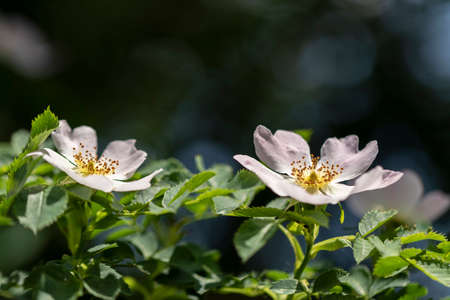 A portrait of two white farmers jasmin flowers with some green leaves around them on the branch they are growing on.の写真素材