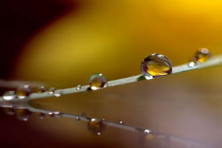 A macro portrait of a blade of grass with some water drops on it, touching a very still surface of water which creates an almost perfect mirror, creating a reflection of the blade of grass.の写真素材
