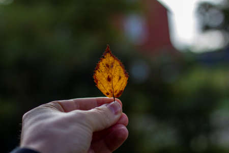 A portrait of a hand of a person holding a small single fallen orange and yellow colored leaf during...
