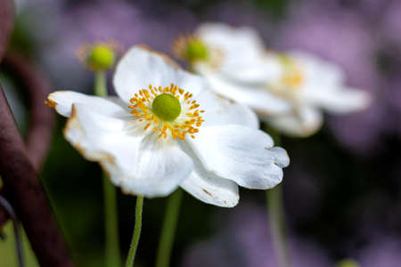 A close up portrait of a white windflower, also known as a japanese anemone flower, part of the ranunculaceae family. The core is a green sphere with some yellow pestles.の写真素材