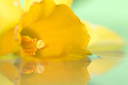 A light dreamy macro portrait of a yellow daffodil floating in water with a green background. The flower casts a reflection on the mirrorlike surface of the water.の写真素材