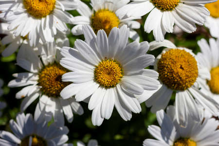A portrait of some big white daisies. The flowers have white petals and a yellow core. The flowers are also called alpine meadow and standing in a group.の写真素材