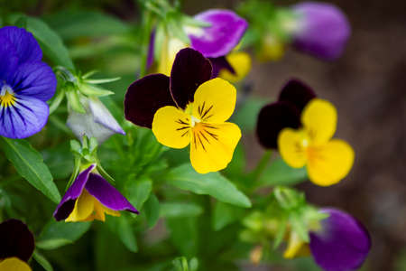 A portrait of a tricolor viola standing in between others of its kind which are out of focus. The flowers are yellow and purple, with black nerves. They are also called heartsease or wild pansy.の写真素材