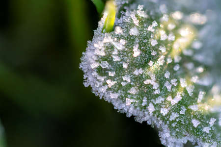 A macro portrait of a leaf with some beautiful frost on it. The leaf got frozen through a cold winter night. It is covered with ice crystals.の写真素材