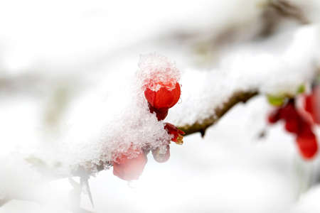 A macro portrait of a red Japanese quince flower covered in ice and snow while hanging on a branch which is also covered in snow. The bush is also known as the chaenomeles japonica.の写真素材