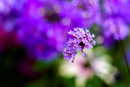 A portrait of a purple top Vervain Flower. The flowers are very small, grouped, purple and beautiful. They are also called verbena bonariensis.の写真素材