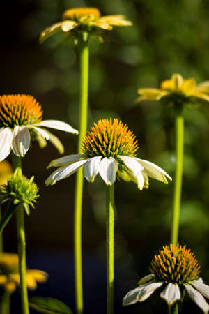 A portrait of some white echinacea purpurea coneflowers. They are also known as white swan flowers.の写真素材