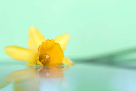 A macro dreamy portrait of a yellow daffodil lying on its side floating in water with a green background. The flower casts a reflection on the mirrorlike surface of the water.の写真素材