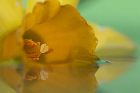 A macro portrait of a yellow daffodil floating in water with a green background. The flower casts a reflection on the mirrorlike surface of the water.の写真素材
