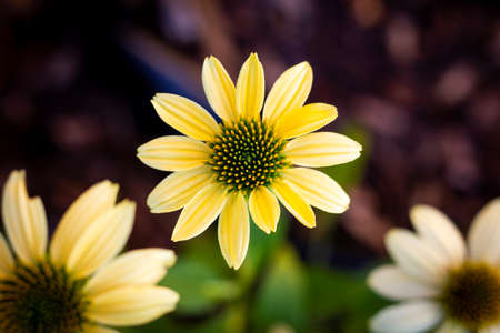 A top down portrait of a mellow yellow flower or scientifically known as the echinacea purpurea.mulの写真素材