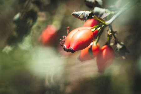 A portrait of a bunch of rose hips hanging on a prairie rose plant also known as rosa setigera or climbing rose. The rose haw is also known as rose hep and they look like red berries.の写真素材