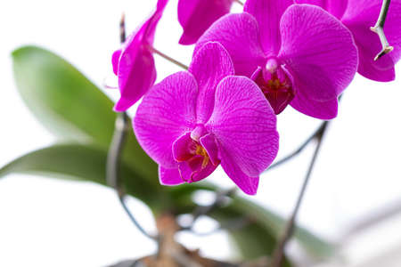 A close up portrait of a purple orchid flower in front of a white background. There are multiple flowers on the plant.の写真素材