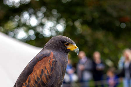 A closeup portrait of a desert hawk, also called harris's hawk. You can see the brown feathers on...