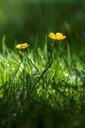 A closeup portrait of two buttercup flowrs standing in the grass of a lawn with the sunlight only...