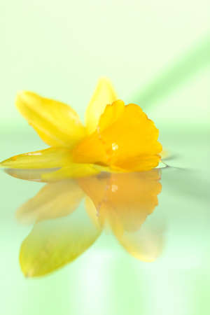 A bright portrait of a yellow daffodil lying in the water. The still water surface reflects the flower in an almost perfect mirrored image.の写真素材
