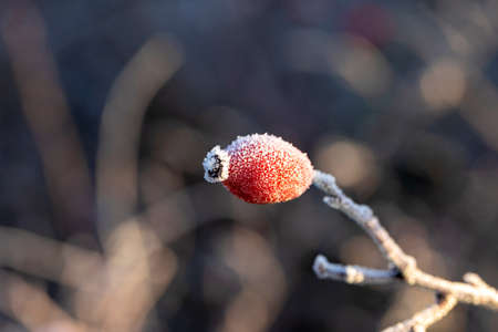 A portrait of a rose hip, haw or hep covered in ice during a winter day. The frost on the fruit looks like sugar and the subject is lit by a golden hour sun.の写真素材