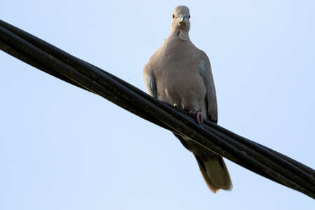 A portrait of a simple pigeon sitting on a black electrical high voltage wire. The bird is looking...