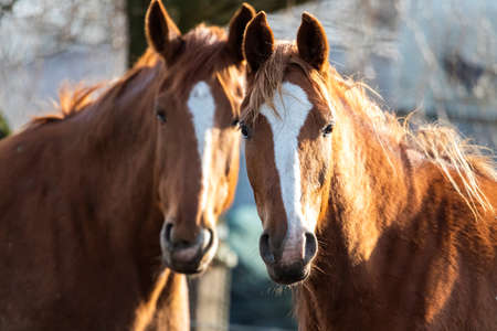 A portrait of two brown horses standing next to eachother in the sunlight. Only one of them is in focus. They both have a white stripe on there snout and head.の写真素材