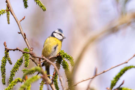 A portrait of a Eurasian blue tit perched on a small twig of a tree or bush. The cyanistes caeruleus passerine bird is hunting for insects on the vegetation growing on the branch.の写真素材