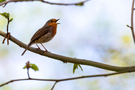 A close up portrait of a European robin or red breast passerine bird sitting on a branch of a tree in a forest chirping and singing to other birds. The bird is perched and has its beak or mouth open.の写真素材