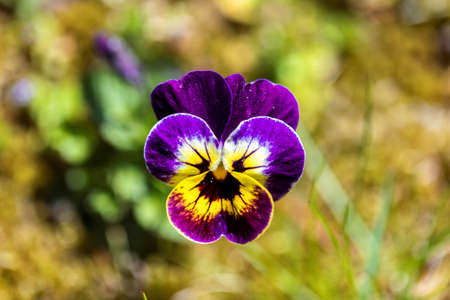 A top down portrait of a single purple and yellow viola flower standing in a grass lawn of a garden on a sunny day. The small plant is part of the violaceae family and is also called pansy or violet.の写真素材