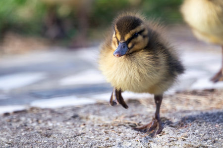 A close up portrait of a small tine baby duck or duckling wobling and walking on a concrete road. The cute little chick was running behind its mother.の写真素材