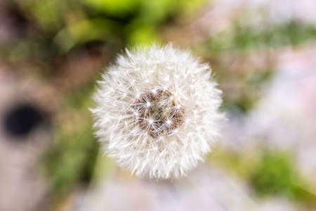 A top down close up macro portrait of a white fluffy common dandelion flower. You can see all the small silver-tufted fruits our seed of the taraxacum officinale perennial plant.の写真素材