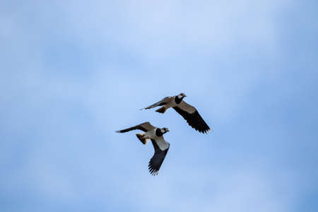 Two black and white northern lapwing birds flying close to each other on a partially blue sky. It is also known as the vanellus vanellus, peewit or pewit, tuit or tew-it, green plover or pyewipe.の写真素材