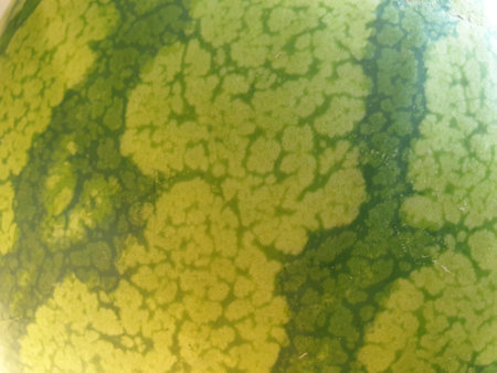 A close up portrait of the skin of a watermelon. The green cloudy and striped pattern and texture of the fruit is clearly visible.の写真素材