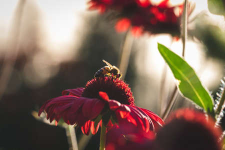 A portrait of a bee sitting on a red coneflower during golden hour. The insect is searching for nectar and pollen on a red salsa sombrero echinacea purpurea.の写真素材