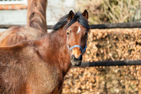 A portrait of a single brown horse inside of a field next to a ranch. the animal is looking straight into the camera and has a white spot on its head and black manes.の写真素材