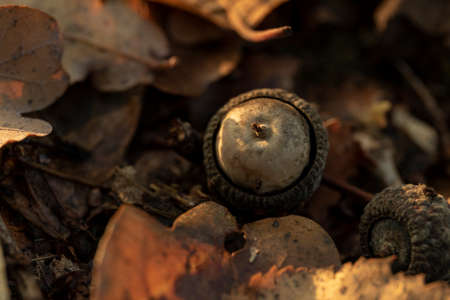 A closeup portrait of an acorn lying in the middle of a lot of colorful autumn leaves. The oak nut has fallen down from a tree and is lying in between the brown, yellow and orange fall foilage.の写真素材