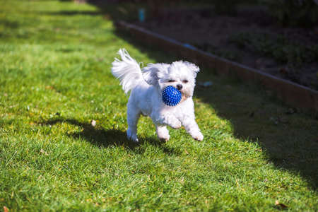 A portrait of a small cute white boomer dog running and playing with a blue ball in a garden on the...