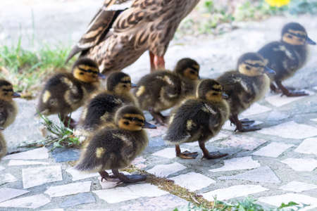 A portrait of a mother or father duck walking around with her small baby ducklings or chicks. The offspring is walking behind the parent on a pavement.の写真素材