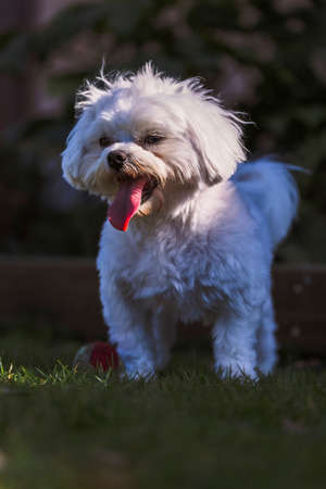 A closeup portrait of a small cute white boomer dog standing alone in a garden on the grass lawn with its mouth open and its red tongue out because it is hot or it is exhausted after running around.の写真素材