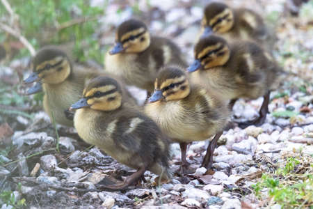 A portrait of some baby ducks walking on some stone gravel path in a group. The chicks are yellow and brown and still have furry feathers still.の写真素材